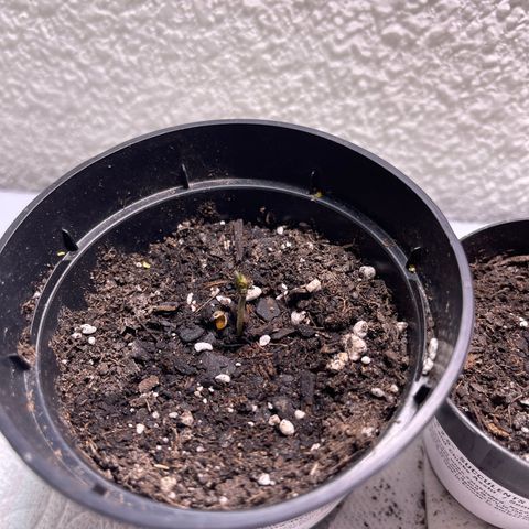 Unknown strain growlog timeline photo