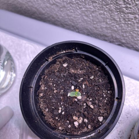 Unknown strain growlog timeline photo