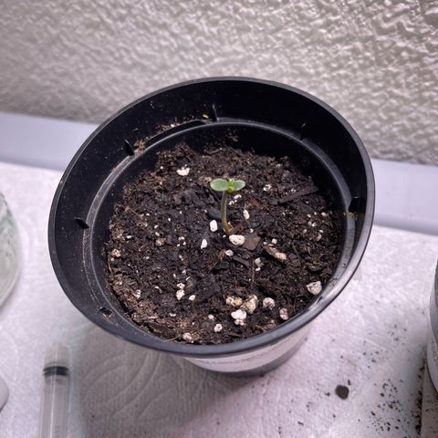 Unknown strain growlog timeline photo