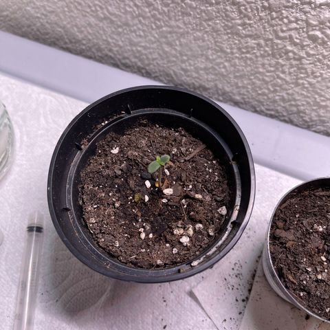 Unknown strain growlog timeline photo