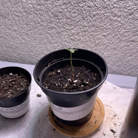 Unknown strain growlog timeline photo