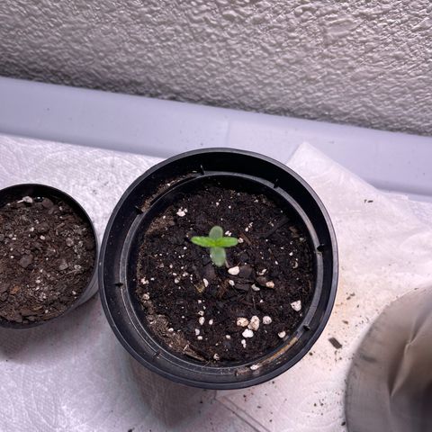 Unknown strain growlog timeline photo