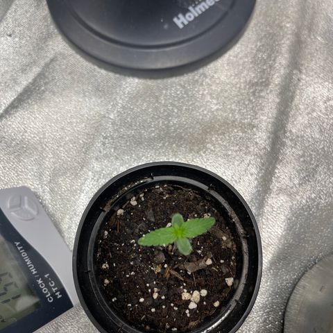 Unknown strain growlog timeline photo