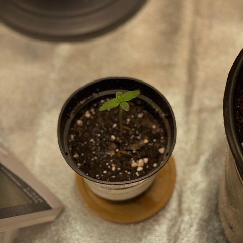 Unknown strain growlog timeline photo