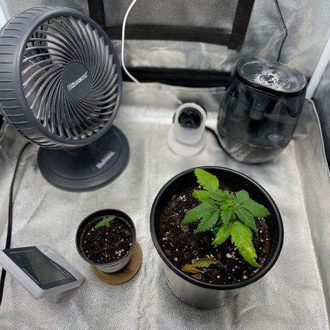 Unknown strain growlog timeline photo