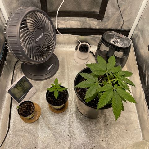 Unknown strain growlog timeline photo