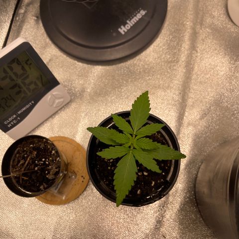 Unknown strain growlog timeline photo