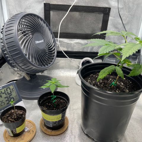 Unknown strain growlog timeline photo