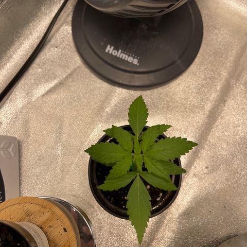 Unknown strain growlog timeline photo