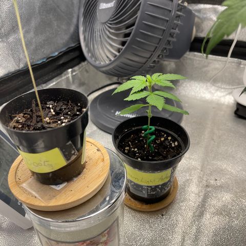 Unknown strain growlog timeline photo