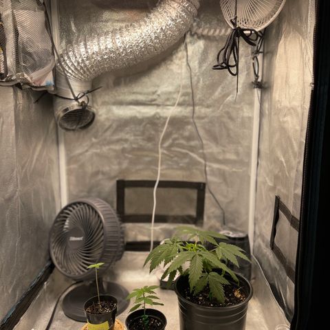 Unknown strain growlog timeline photo