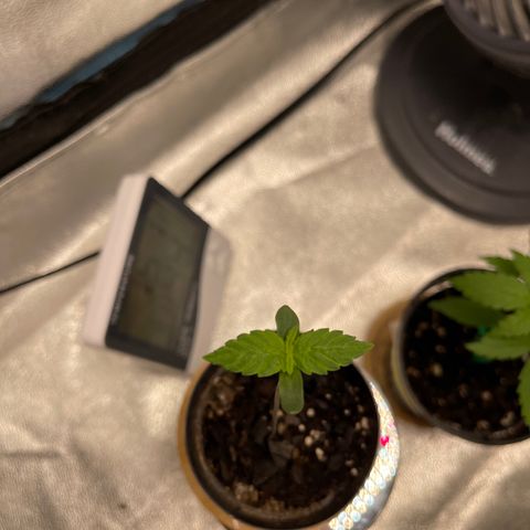 Unknown strain growlog timeline photo