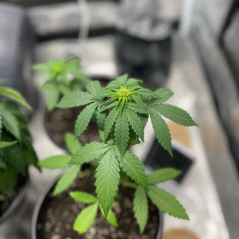 Unknown strain growlog timeline photo