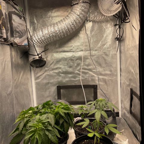 Unknown strain growlog timeline photo