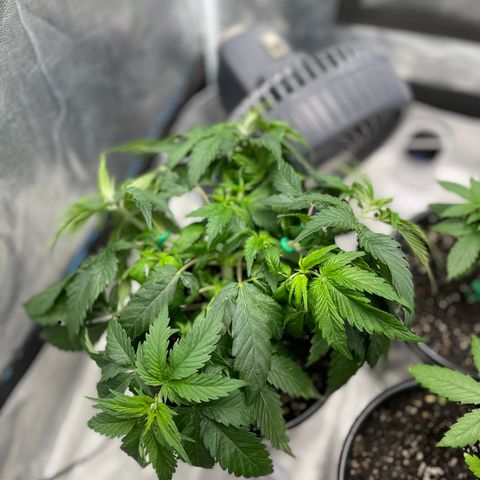 Unknown strain growlog timeline photo