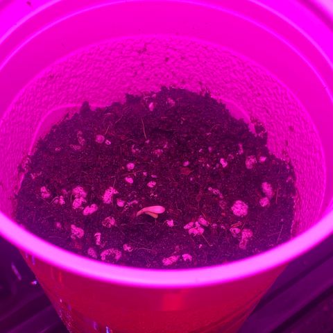 Unknown strain growlog photo: All seeds have sprouted