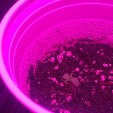 Unknown strain growlog photo: All seeds have sprouted