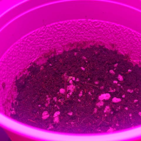 Unknown strain growlog photo: All seeds have sprouted