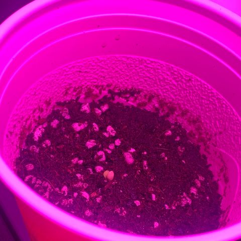 Unknown strain growlog photo: All seeds have sprouted