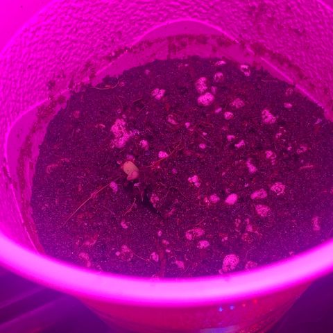 Unknown strain growlog photo: All seeds have sprouted