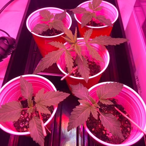 Unknown strain growlog photo: Updates