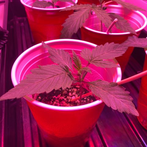 Unknown strain growlog photo: Updates