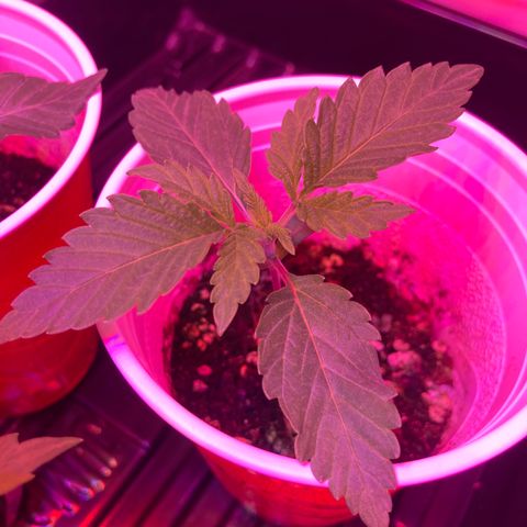 Unknown strain growlog photo: Updates