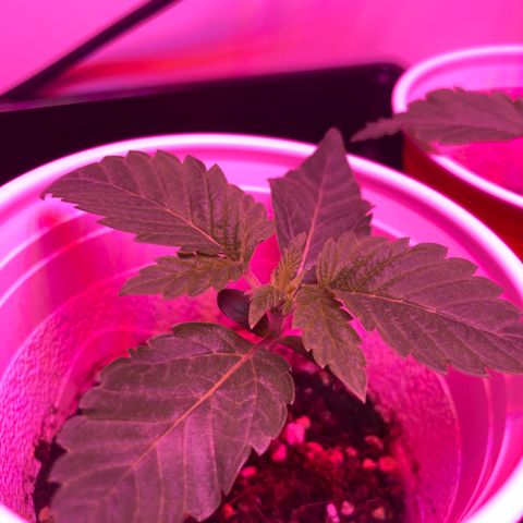 Unknown strain growlog photo: Updates