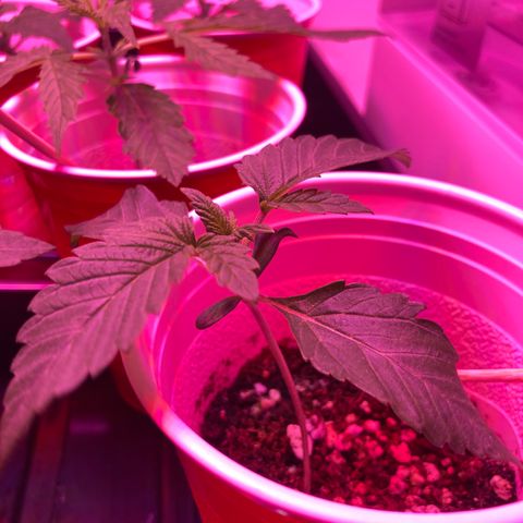 Unknown strain growlog photo: Updates