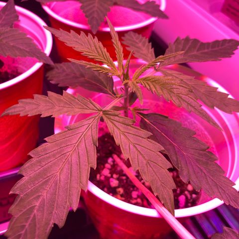 Unknown strain growlog photo: Updates