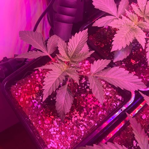 Unknown strain growlog photo: Was too dressed to see how it will grow different from the outs; if works all plants with get top dressed 