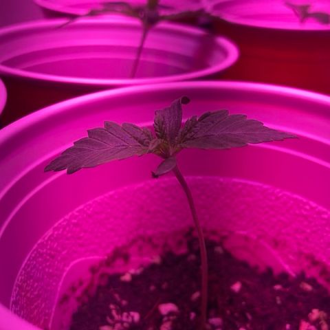 Unknown strain growlog photo: Updates