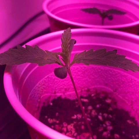Unknown strain growlog photo: Updates