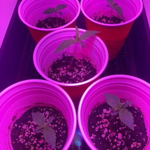Unknown strain growlog photo: Updates