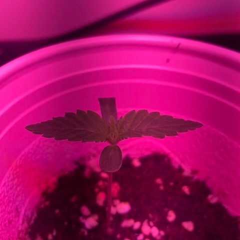 Unknown strain growlog photo: Updates