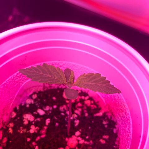 Unknown strain growlog photo: Updates