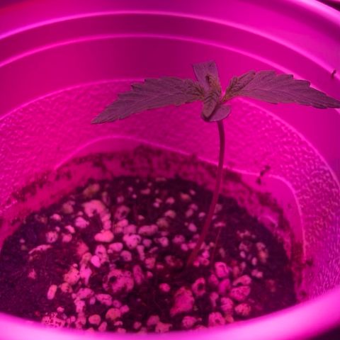Unknown strain growlog photo: Updates
