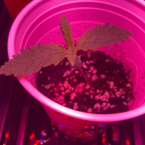 Unknown strain growlog photo: Updates