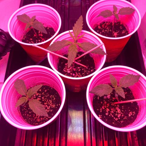 Unknown strain growlog photo: Updates