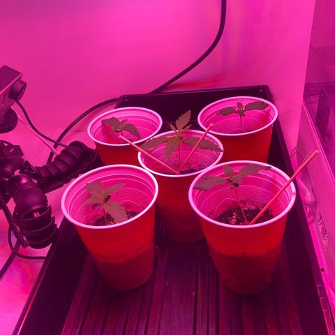 Unknown strain growlog photo: Updates