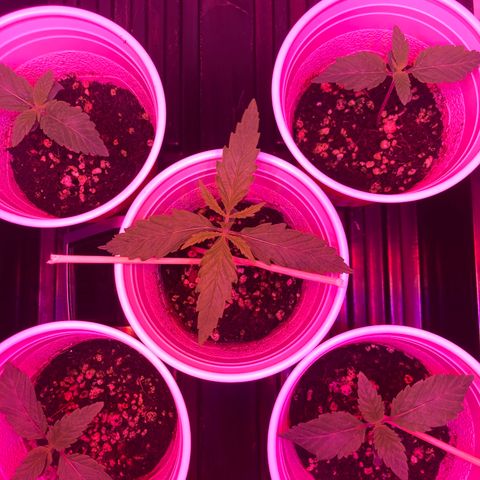 Unknown strain growlog photo: Updates