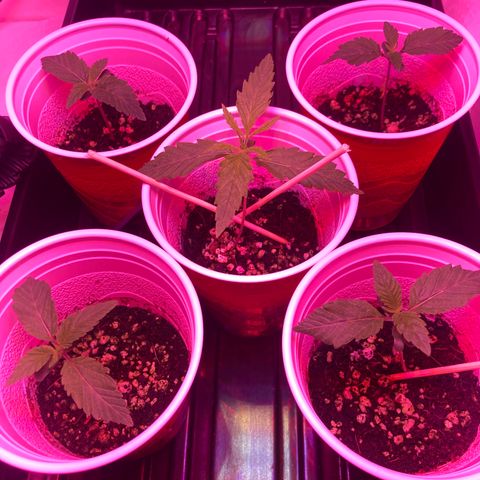 Unknown strain growlog photo: Updates