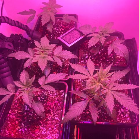 Unknown strain growlog photo: Updates