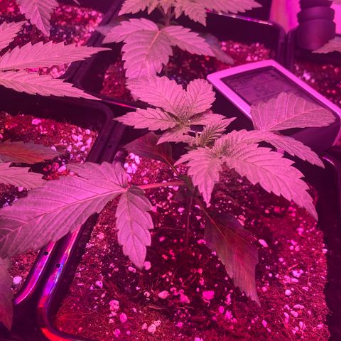 Unknown strain growlog photo: Updates