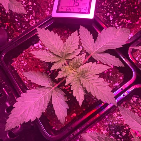 Unknown strain growlog photo: Updates