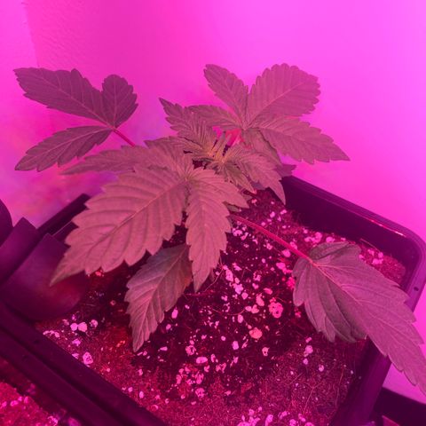Unknown strain growlog photo: Updates