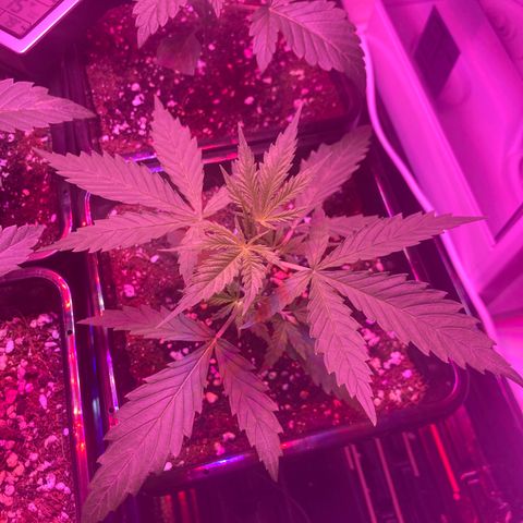 Unknown strain growlog photo: Updates