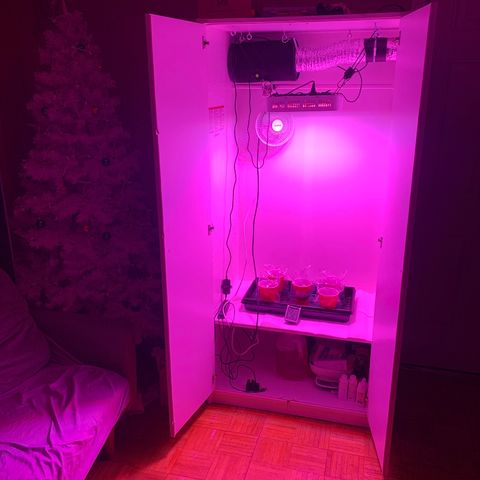 Unknown strain growlog timeline photo