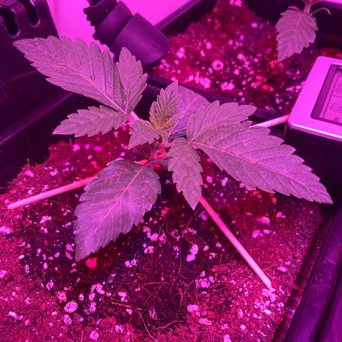 Unknown strain growlog photo: Update am