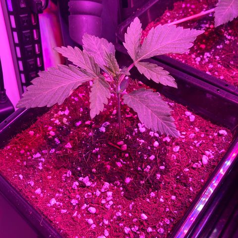 Unknown strain growlog photo: Update am